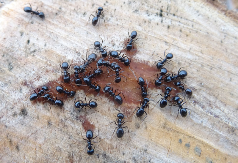 cosa fanno queste formiche ? Lasius fuliginosus...che leccano la linfa